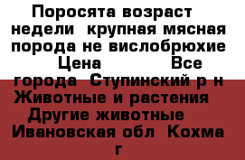 Поросята возраст 4 недели, крупная мясная порода(не вислобрюхие ) › Цена ­ 4 000 - Все города, Ступинский р-н Животные и растения » Другие животные   . Ивановская обл.,Кохма г.
